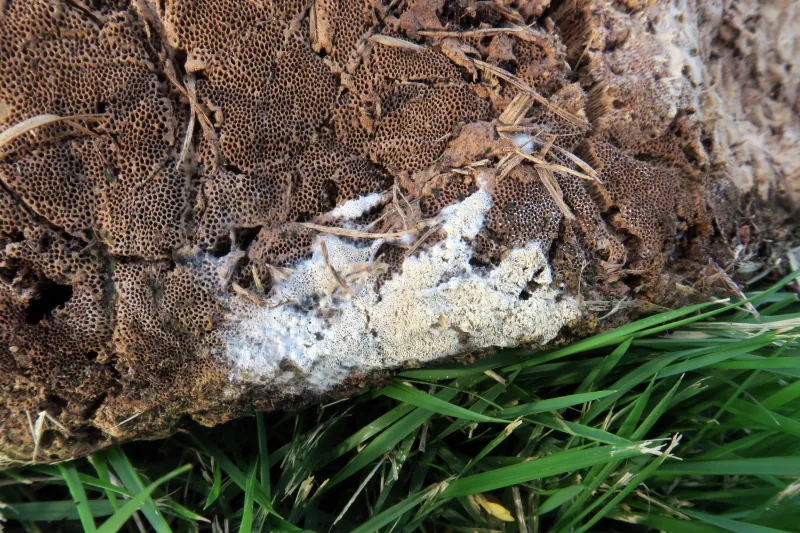 Ceriporia xylostromatoides 1 - IMG_1091